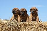 TOSA INU 186